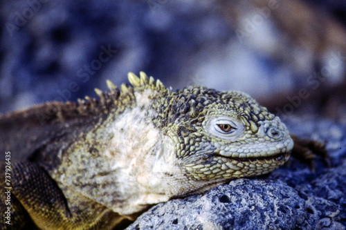 Iguanas are native to warm  tropical areas with lush forest and vegetation. Both species inhabit rainforest  and are considered arboreal species. 