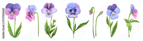 Watercolor pansies set. Hand drawn garden flowers clipart on white background.