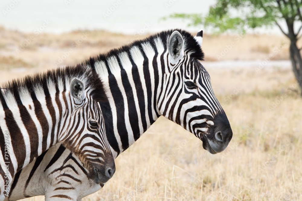 Zebras in Etosha National Park, Namibia , Africa Zebras in Etosha National Park, Namibia , Africa
