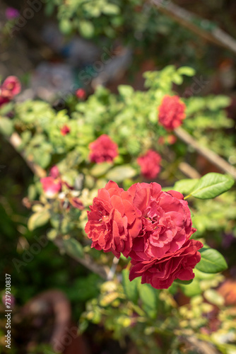 The rose in the morning sun in the beautiful garden Beautiful roses shimmering in the morning sun 