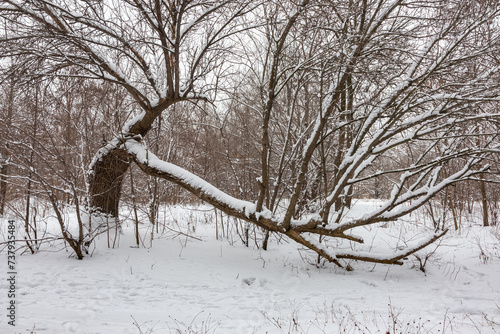An old tree with a large branch broken off. Dense forest on a winter day after snowfall