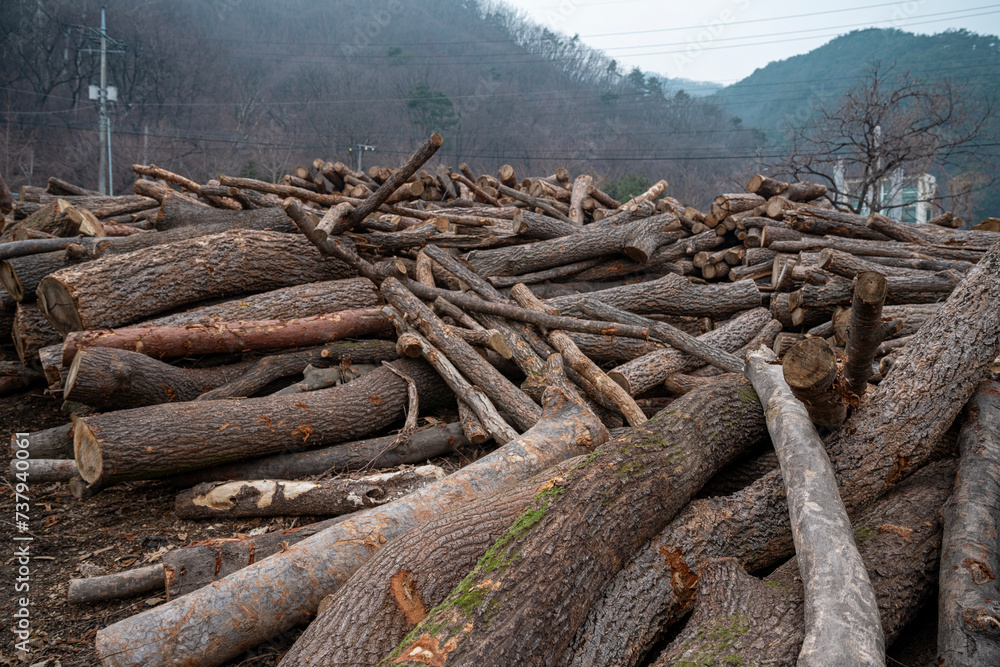 Cut down trees, firewood pile in the forest Cut down trees, firewood pile in the forest