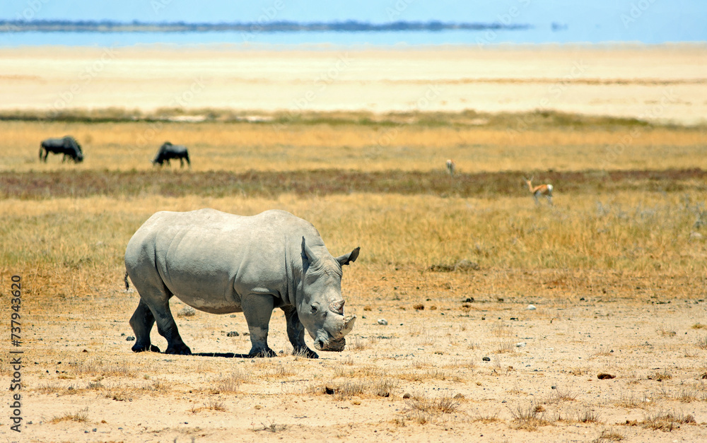 White Rhinoceros standing on the open Etosha Plains, with the salt pan in the distance. Namibia, Africa White Rhinoceros standing on the open Etosha Plains, with the salt pan in the distance. Namibia, Africa
