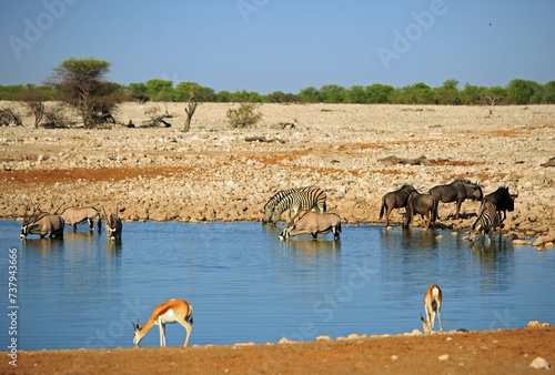 Wallpaper Mural Vibrant waterhole with Wildebeest, Oryx, zebra and springbok against a natural bush and savannah background -  Etosha National Park, Namibia Torontodigital.ca