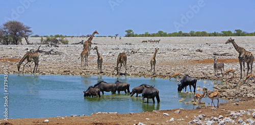 Panoramic view of an African Waterhole teeming with many animals including, herd of Giraffe, Wildebeest and Springbok, with zebras in the distance. The waterhole is a magnet in the dry season,  photo