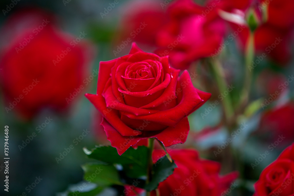 View of the red roses in the garden View of the red roses in the garden