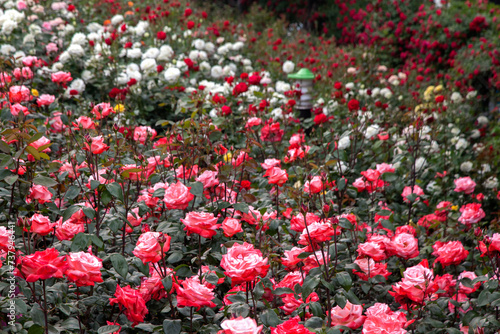 View of the roses in the garden photo