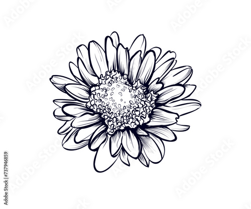 Fototapeta Naklejka Na Ścianę i Meble -  hand drawing of a chrysanthemum flower vector illustration