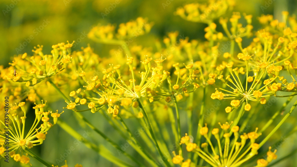 Beautiful juicy yellow flowers of blooming dill in a meadow in summer. Summer stage. Beautiful juicy yellow flowers of blooming dill in a meadow in summer. Summer stage.