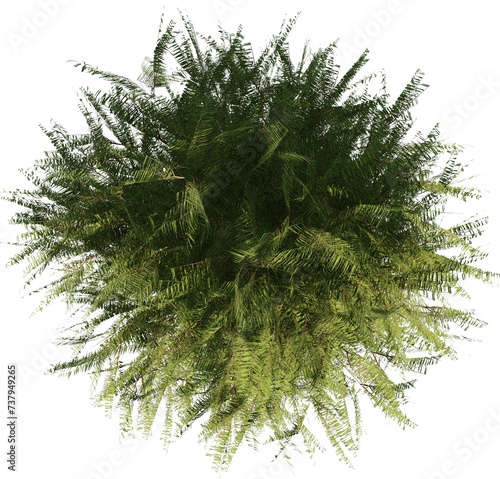 Realistic individual Trees top view for landscape plan isolated white background