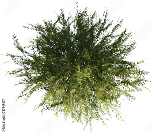 Realistic individual Trees top view for landscape plan isolated white background