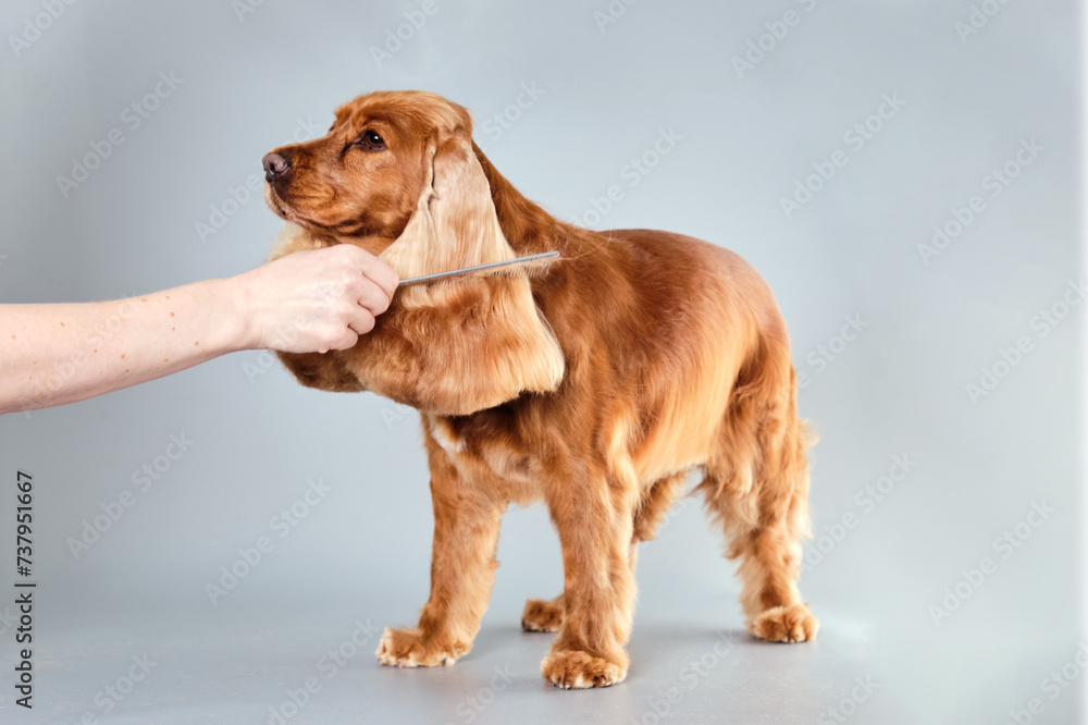 An English Cocker Spaniel dog on a gray background while combing the fur on its ears