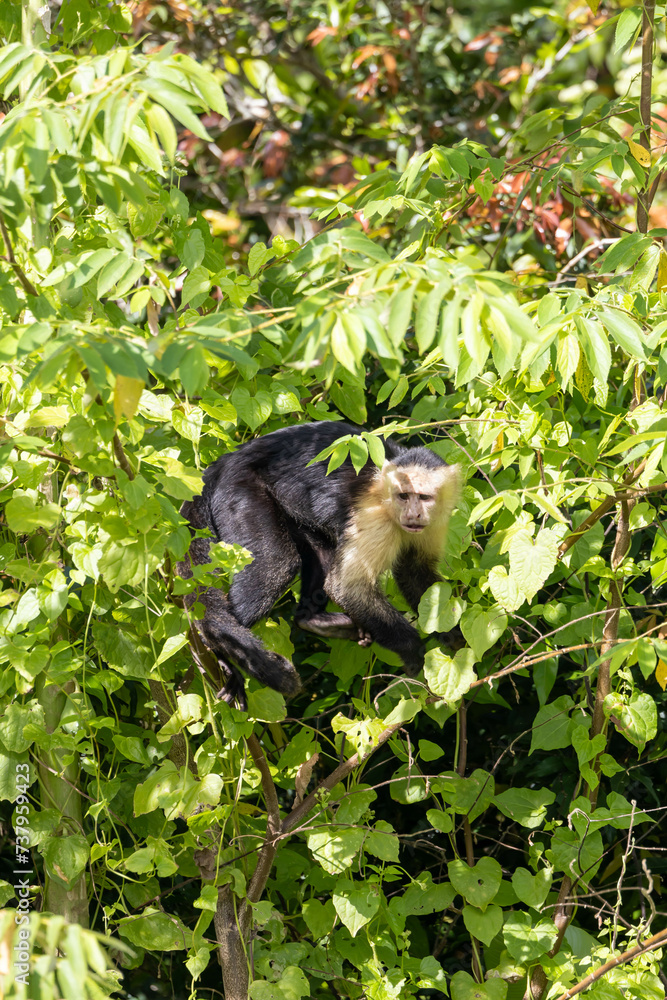Capuchin monkey in the branches of a tree
