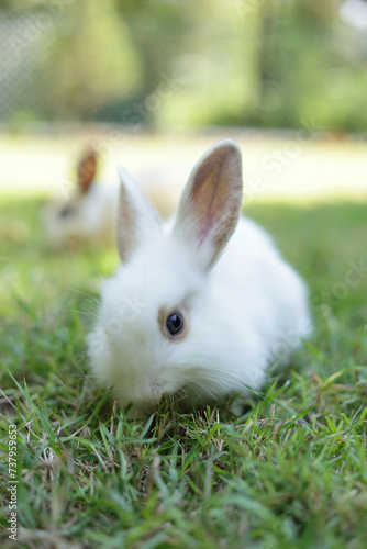 Close-up of a cute white rabbit with long gray ears. sitting on the grass outdoors Eating grass with gusto. Animals that eat small mammals. Pets
