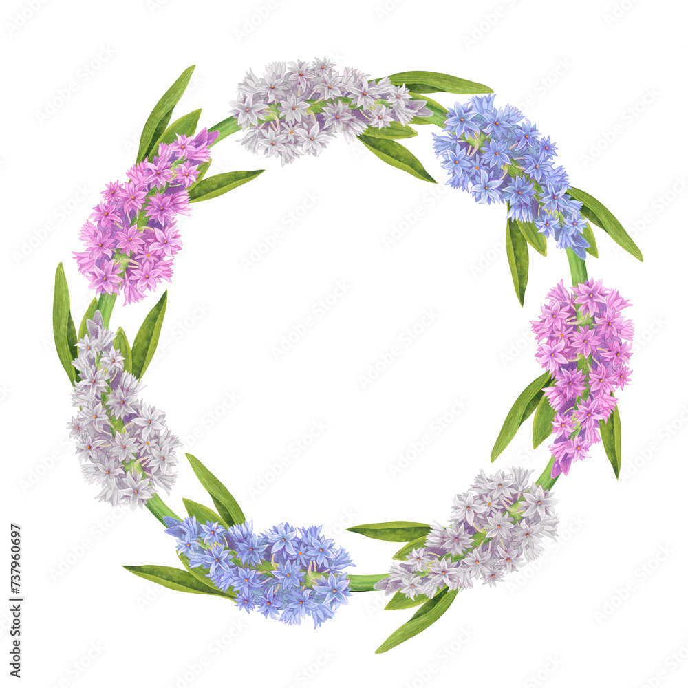 Floral wreath of hyacinths on a white background. Watercolor hand drawn botanical illustration. Template for spring card
