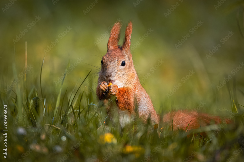 A red squirrel stands on the green grass eats a nut, and looks towards the camera lens on a sunny fall day. Close-up portrait of a cute red squirrel. A red squirrel stands on the green grass eats a nut, and looks towards the camera lens on a sunny fall day. Close-up portrait of a cute red squirrel.