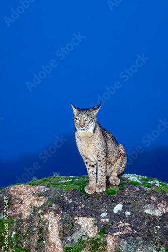 Iberian lynx in the Sierra de Andujar, Spain.