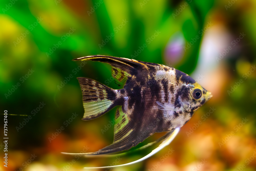 Fototapeta premium Aquarium fish scalaria close-up, freshwater aquarium