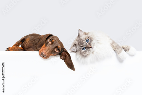 Dachshund dog and cat best friends lying on side  and looking at camera isolated on white studio background copy space portrait