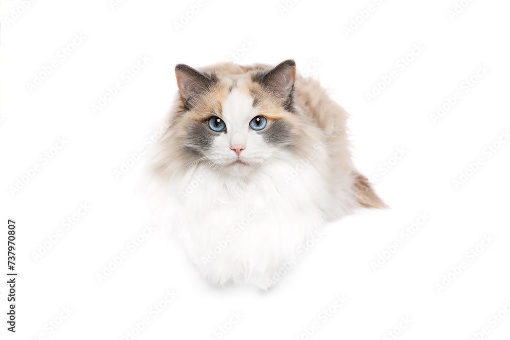 Blue tortie bicolor Ragdoll cat portrait lying isolated on white studio background copy space portrait