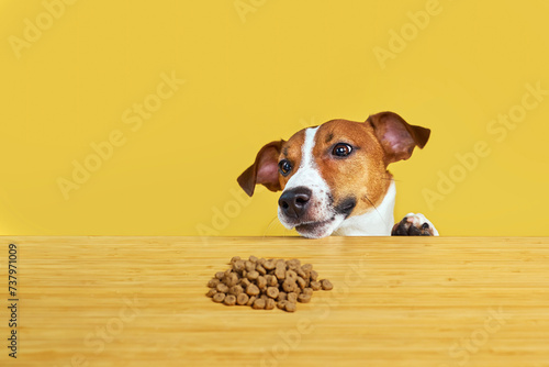 Jack Russell terrier dog eat meal from a table. © Inna Vlasova