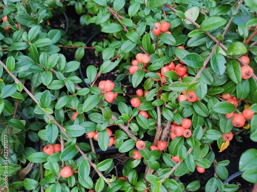Cotoneaster dammeri 'Coral Beauty'