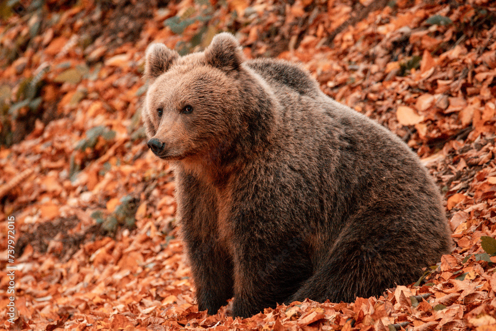 Cute wild brown bear in the forest with colored leaves on the ground during autumn season