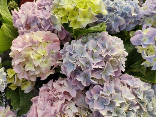 Hydrangea macrophylla 'Fabolo Blue'