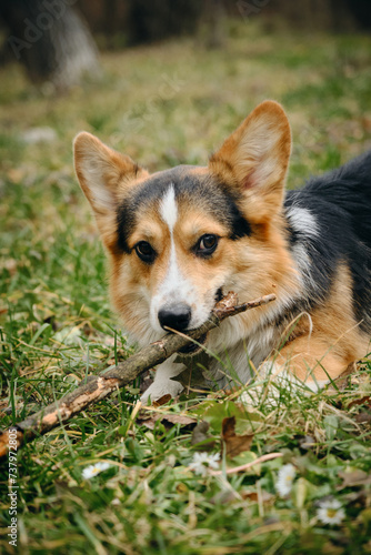 Welsh corgi pembroke playing with stick in park on green grass, a playful companion close up portrait. Small herding dog is known for its distinctive short legs, long body, intelligence, and loyalty.