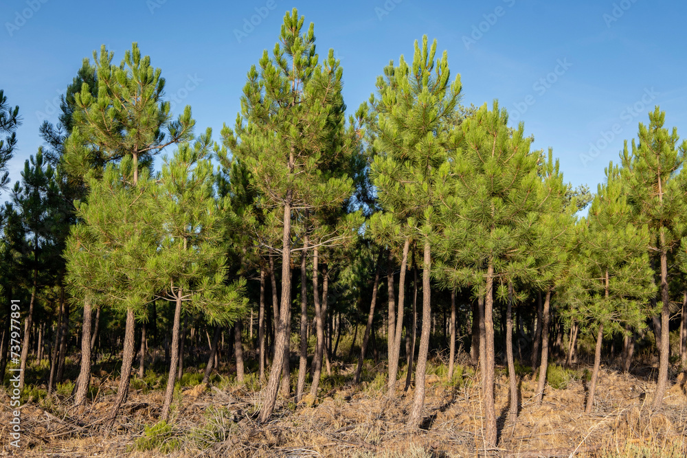 Obraz premium Pine forest, Pinus sylvestris, Navaleno, Soria, Autonomous Community of Castile, Spain, Europe