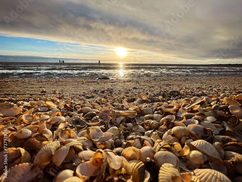 Sea shells on wet sand. Summer North sea in Zandvoort, the Netherlands
