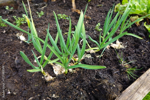unburied sprouted garlic, garlic clove sprout above ground