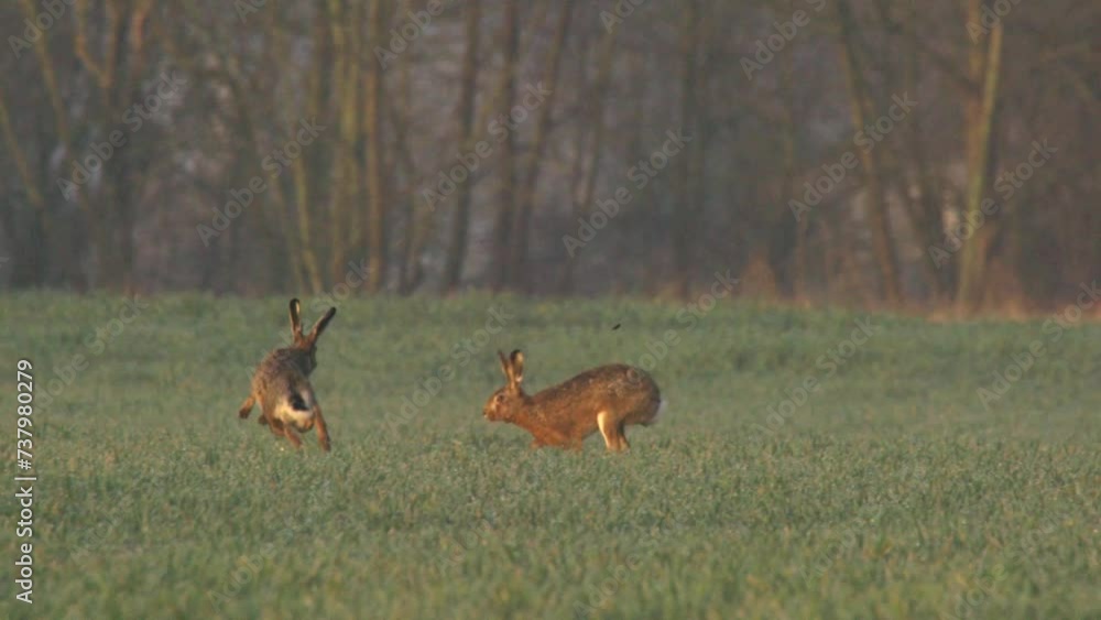 hares chase each other on a meadow in spring (slow m.) hares chase each other on a meadow in spring (slow m.)