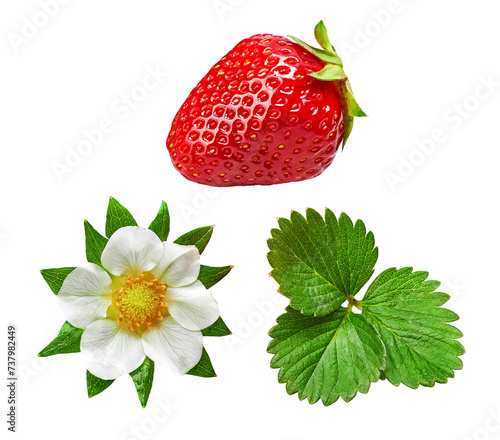 Strawberries with green leaf and flowers, isolated. PNG. © Yasonya