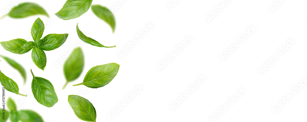 Fresh green organic basil leaves flying, isolated on white, transparent background. Creative food levitation, wide banner with copy space, header, backdrop. Ingredient, cooking spice, healthy food. Fresh green organic basil leaves flying, isolated on white, transparent background. Creative food levitation, wide banner with copy space, header, backdrop. Ingredient, cooking spice, healthy food.