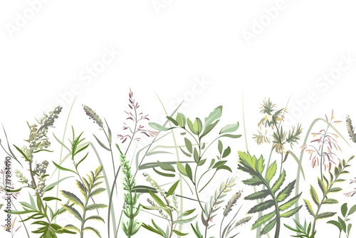 Colorful hand drawn sketch of leaves and grass. Horizontal seamless pattern with plants on a light background. Medical herbs and spice. Frame with wildflowers. 