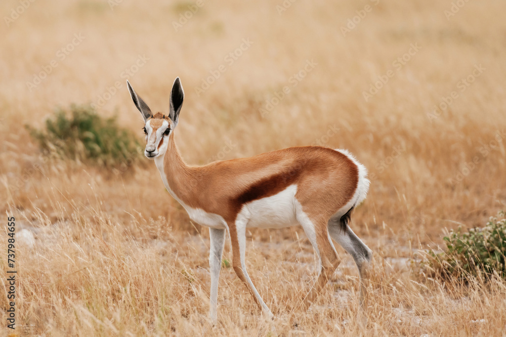 Looking to the side. Antelope is in the wildlife outdoors in Africa