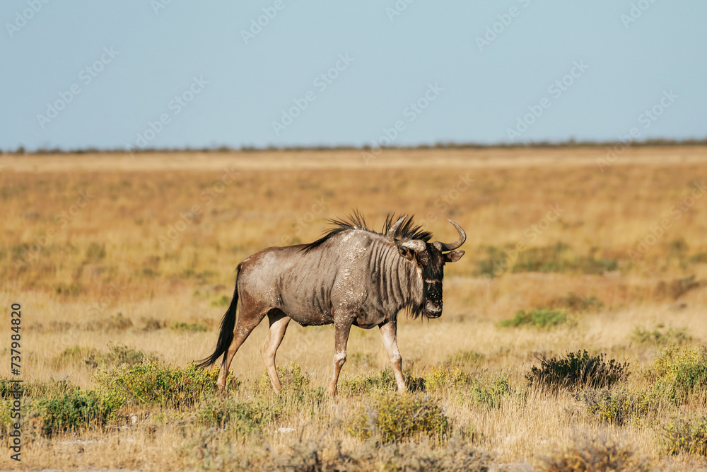 Naklejka premium Buffalo is in the wildlife at daytime
