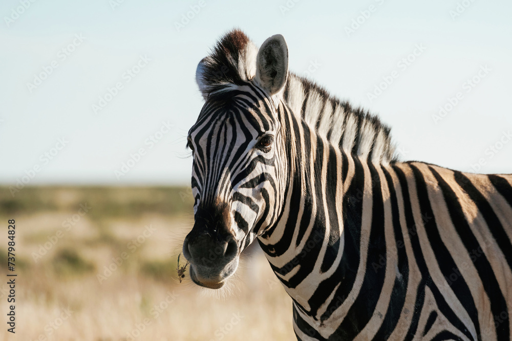Naklejka premium Side view. Zebra in the wildlife at daytime