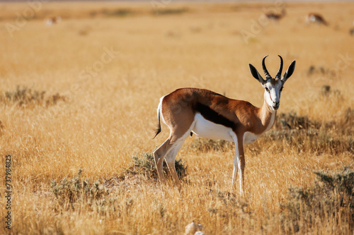Antelope is in the wildlife outdoors in Africa