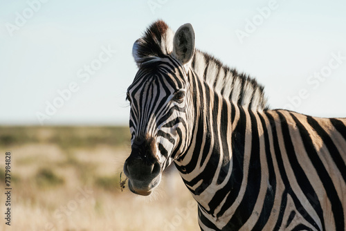 Side view. Zebra in the wildlife at daytime