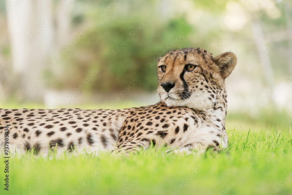 Close up view of cheetah that is lying down on the green grass outdoors Close up view of cheetah that is lying down on the green grass outdoors