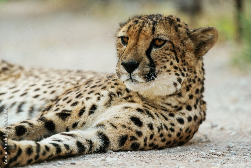 Close up view of cheetah that is lying down on ground outdoors Close up view of cheetah that is lying down on ground outdoors
