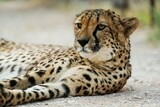 Close up view of cheetah that is lying down on ground outdoors