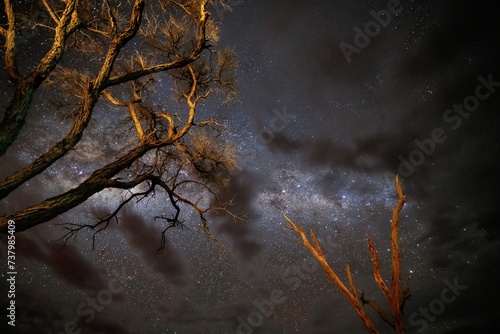 Long exposure photo of night sky with stars. Against tree