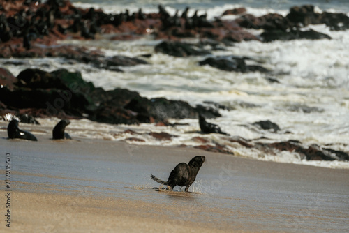 Fur seals is on the beach outdoors in the wildlife