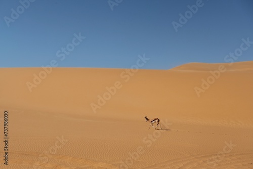 Antelope is in the wildlife outdoors in Africa in desert