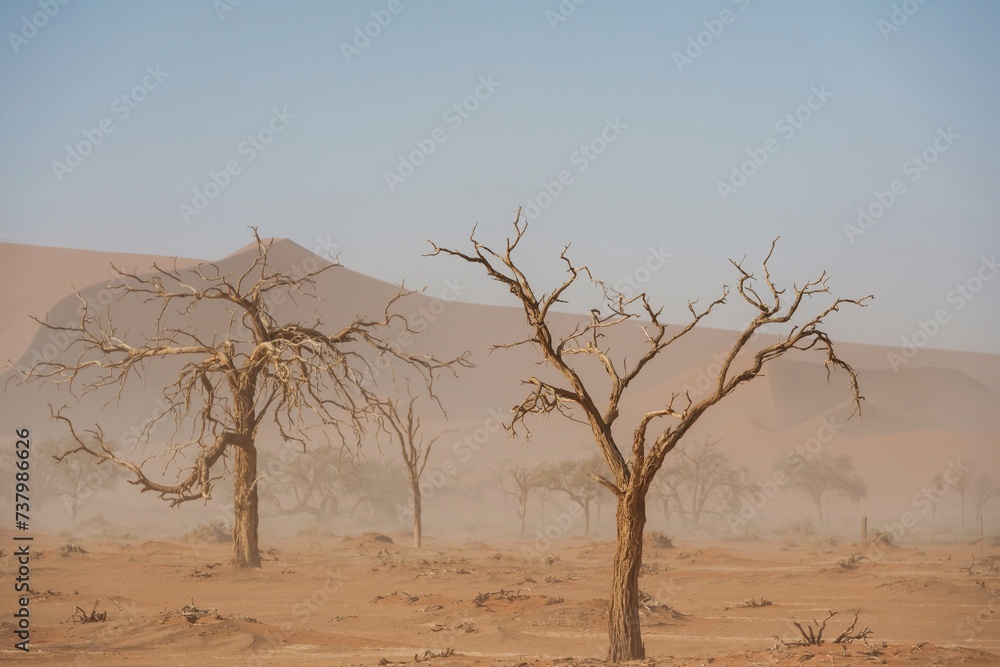 Dead trees. Sossusvlei, Famous sand dunes and dead trees in Deadvlei