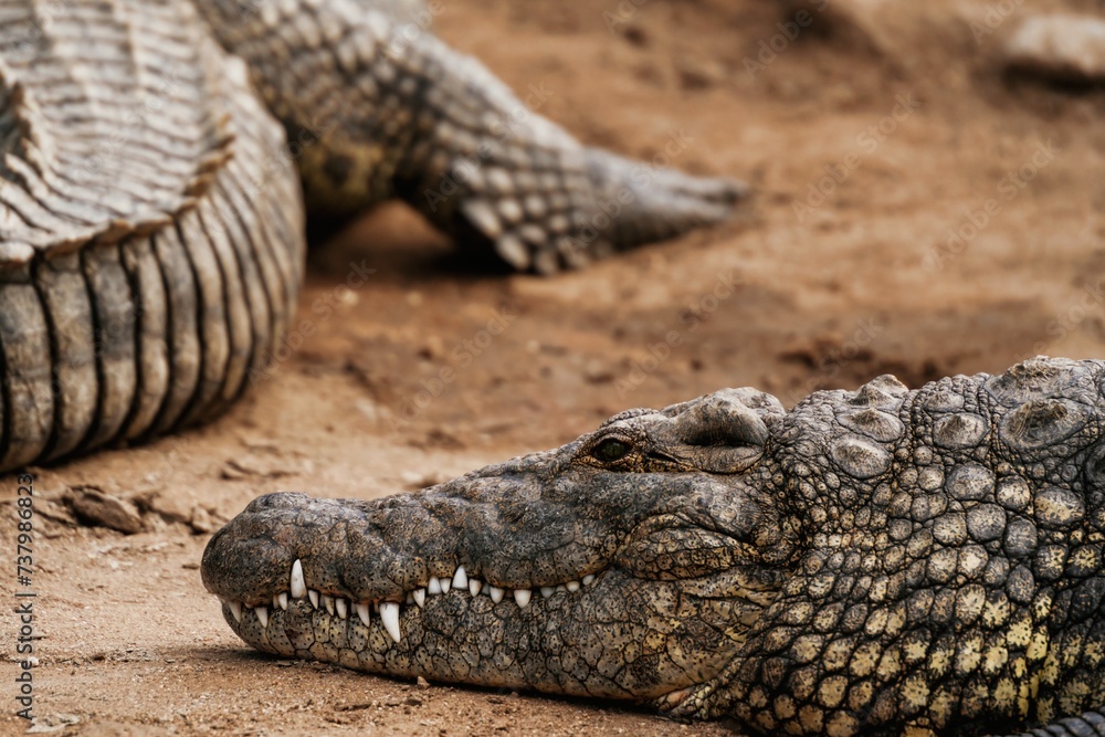 Alligators relaxed and resting on the ground Alligators relaxed and resting on the ground