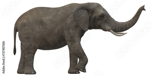 Canvas Print Elephant isolated on a Transparent Background